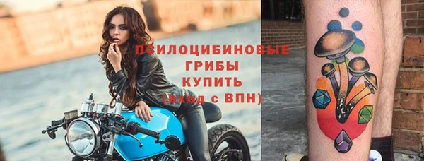 хмурый Аркадак