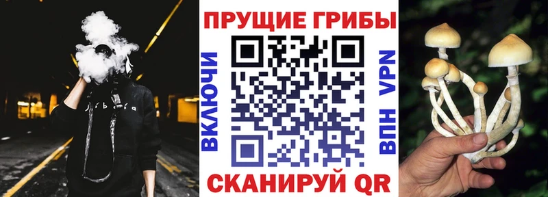 наркотики  darknet наркотические препараты  Псилоцибиновые грибы Psilocybine cubensis  Макарьев 
